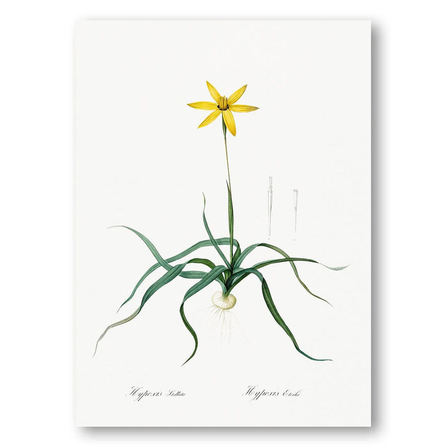 Hypoxis stellata by Pierre-Joseph Redouté Art Print