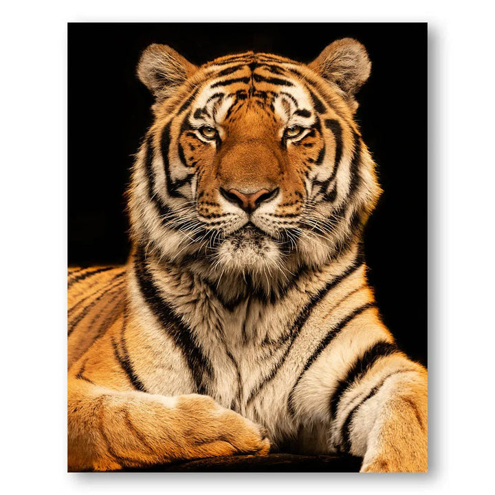 ICU Tiger Majesty Photo Print