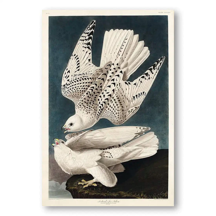 Iceland Falcons by John James Audubon Art Print