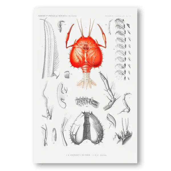 Illustration of a Shrimp 1 Art Print