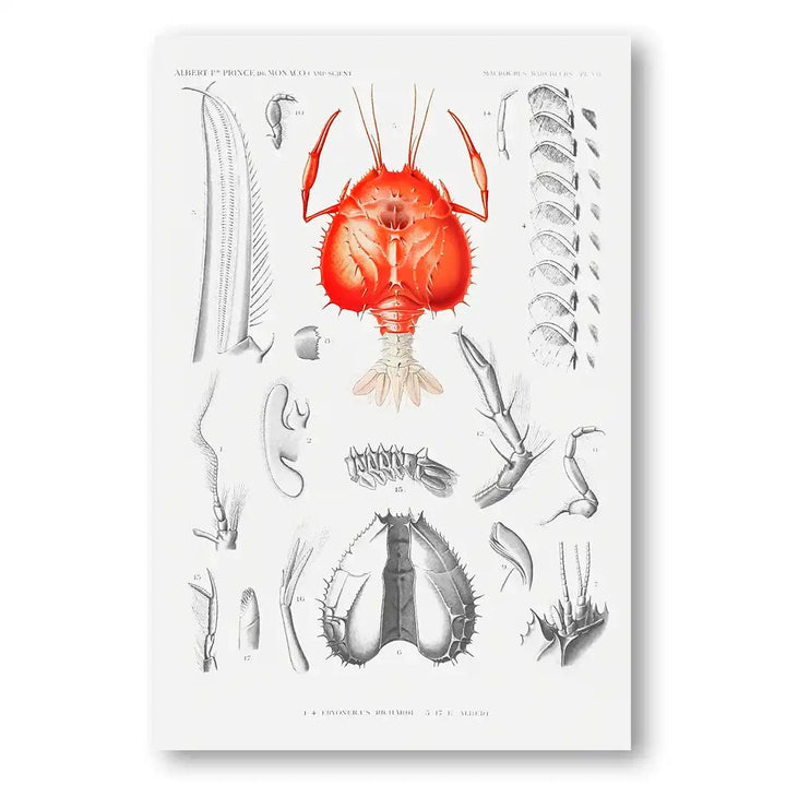 Illustration of a Shrimp 1 Art Print