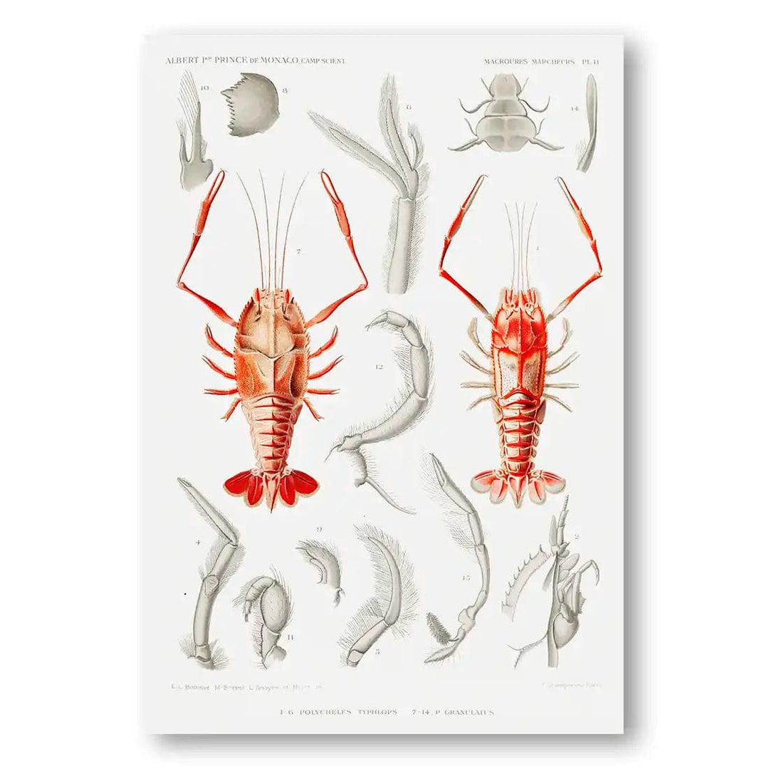 Illustrations of Shrimp 2 Art Print
