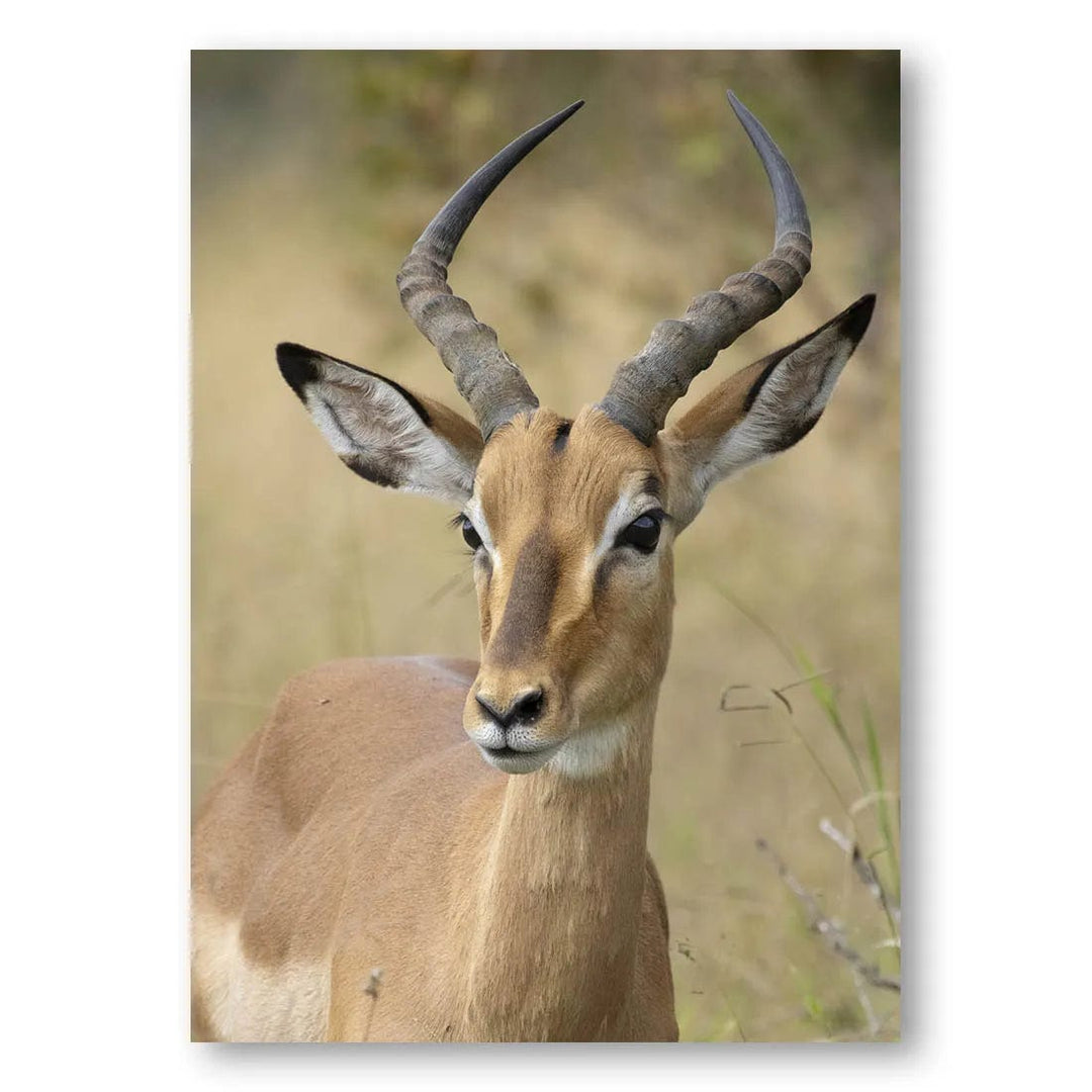 Impala Grace Photo Print