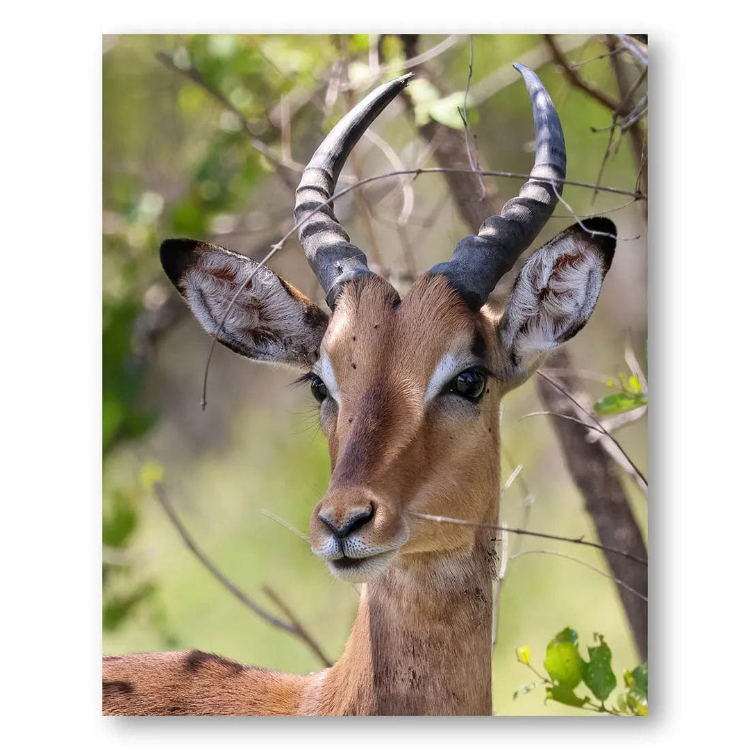 Verdant Impala Photo Print