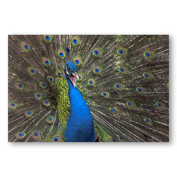 Majestic Peafowl Display Photo Print