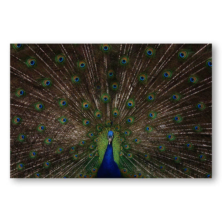 Peacock Radiance Photo Print