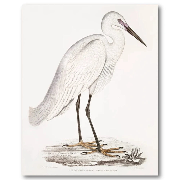 Serene Ivory Heron Study Art Print