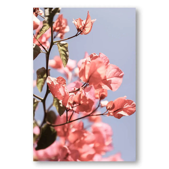 Island Blooming Blossoms Photo Print