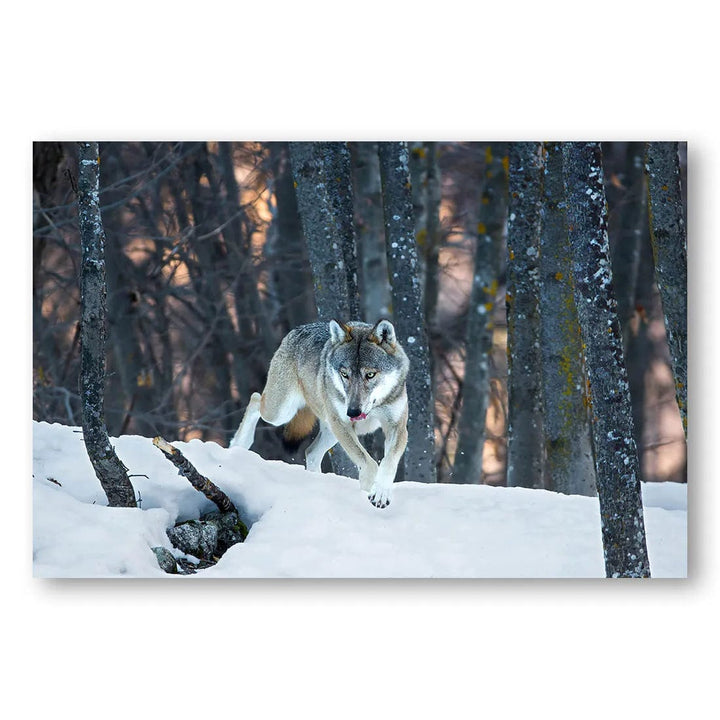 Snowy Forest Wolf Photo Print