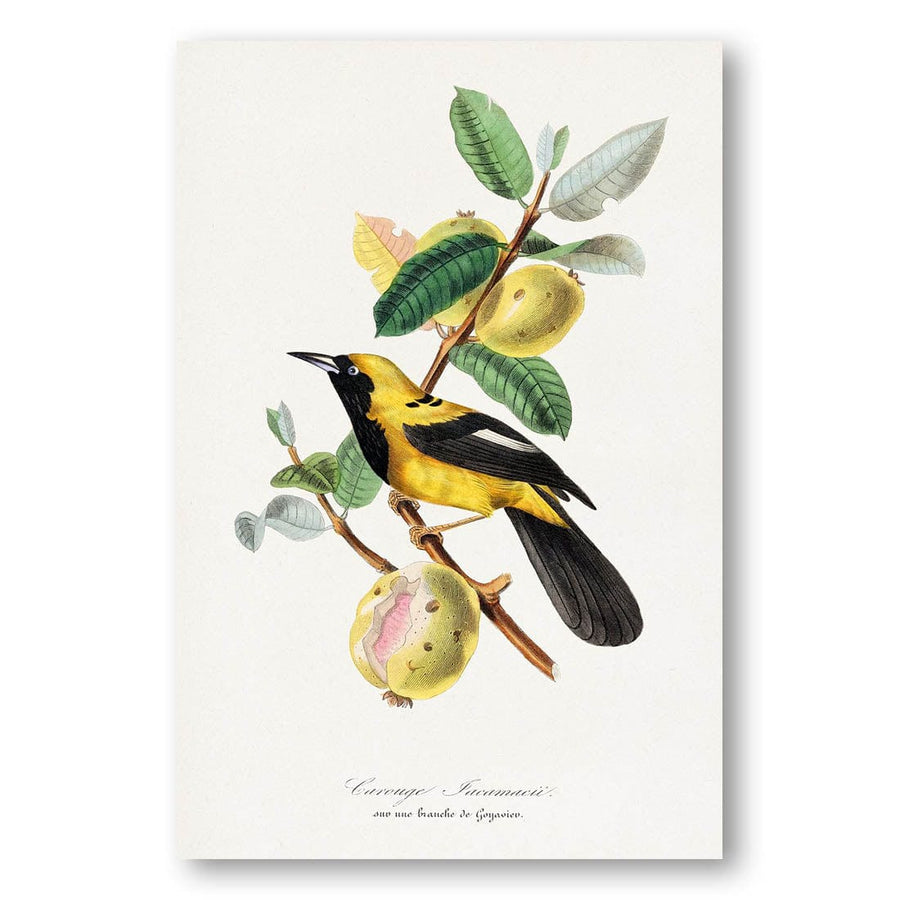 Bird on a Branch by Paul Gervais Art Print