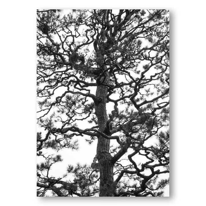 Japanese Pine Serenity Photo Print