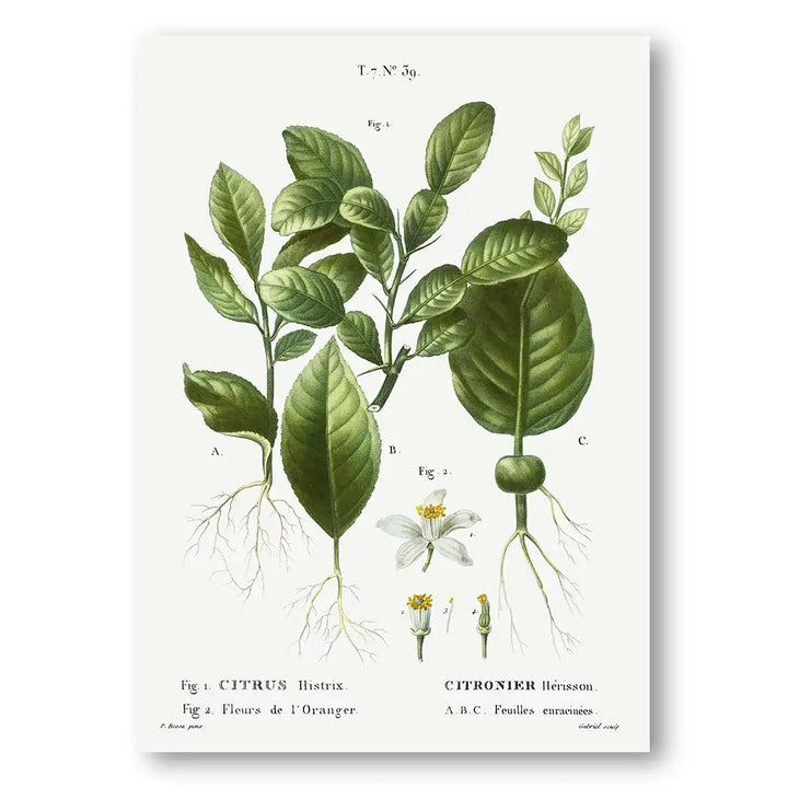 Kaffir Lime, Citrus Histrix & Orange Blossom Botanical Art Print
