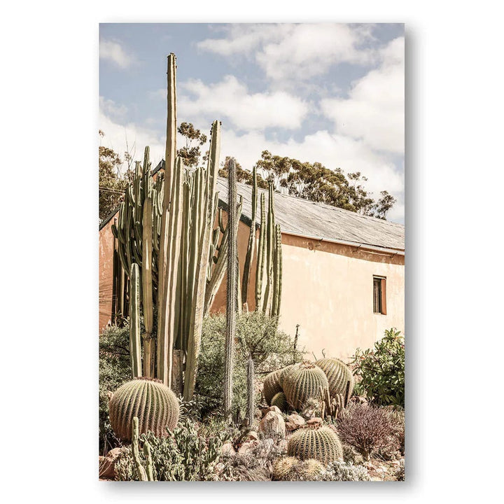 Karoo Cactus Sanctuary Photo Print