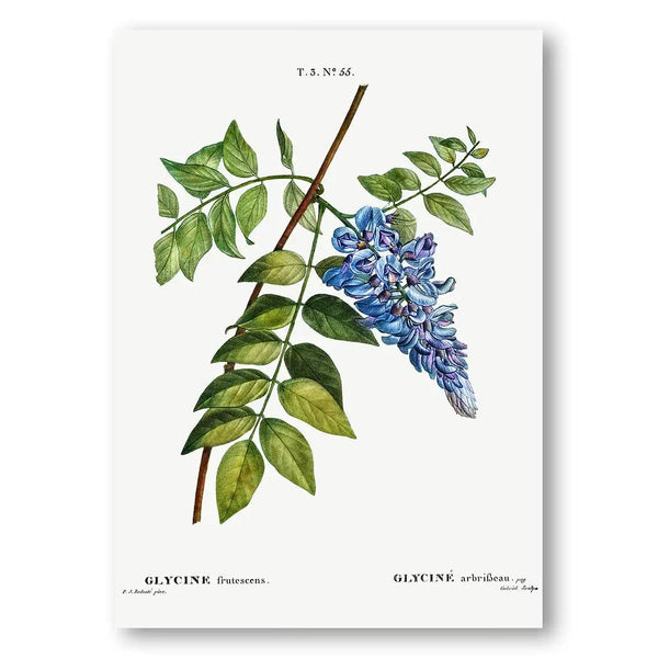 Kidney Bean Flower Art Print