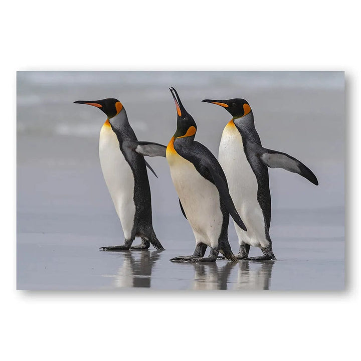 Regal Penguins Of The Falklands Photo Print