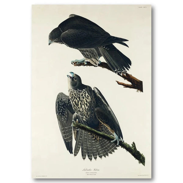 Labrador Falcon Audubon Art Print