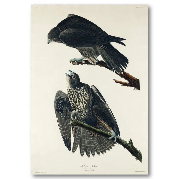 Labrador Falcon Audubon Art Print