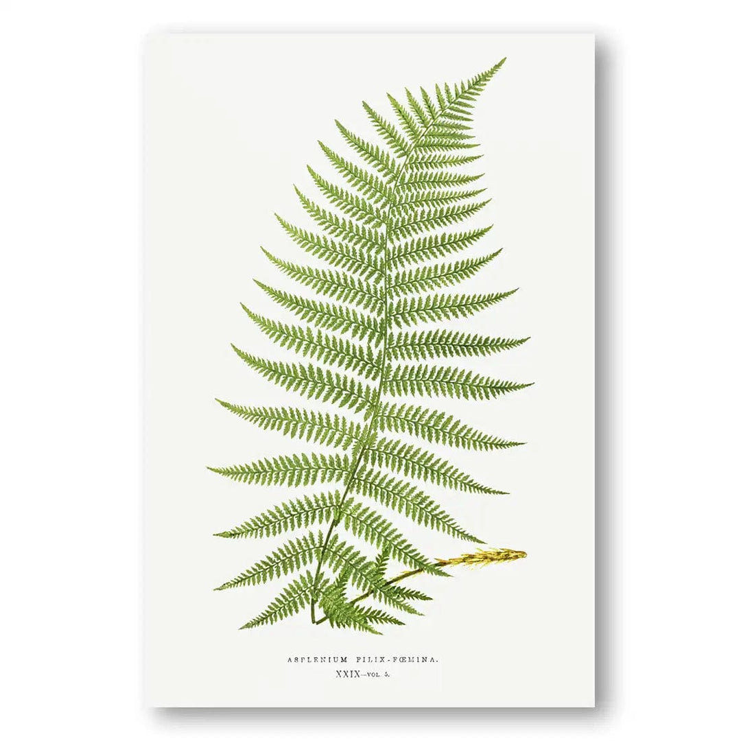 Lady Fern Botanical Art Print
