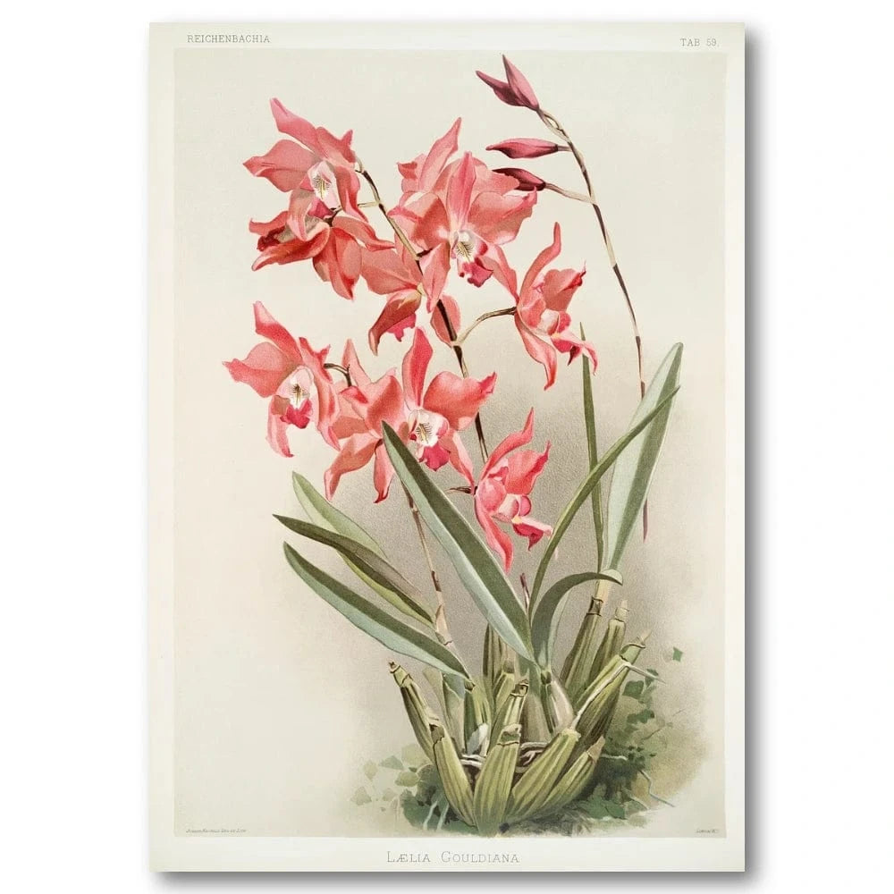 Lælia Gouldiana Art Print