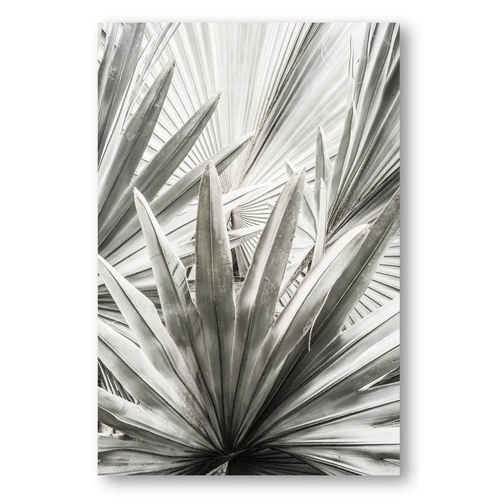 Lala Palm Unfolding Photo Print