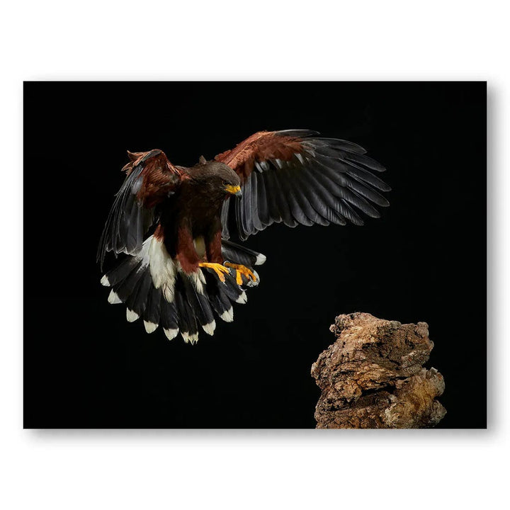 Hawk Landing Photo Print