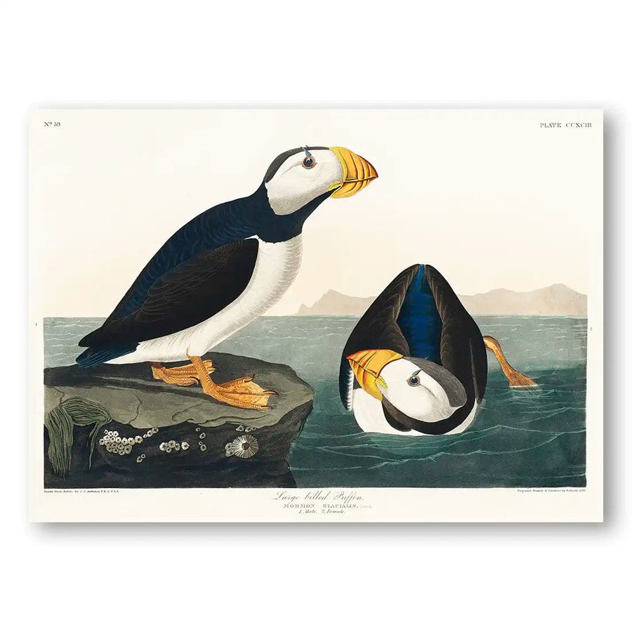 Large Billed Puffins by John James Audubon Art Print