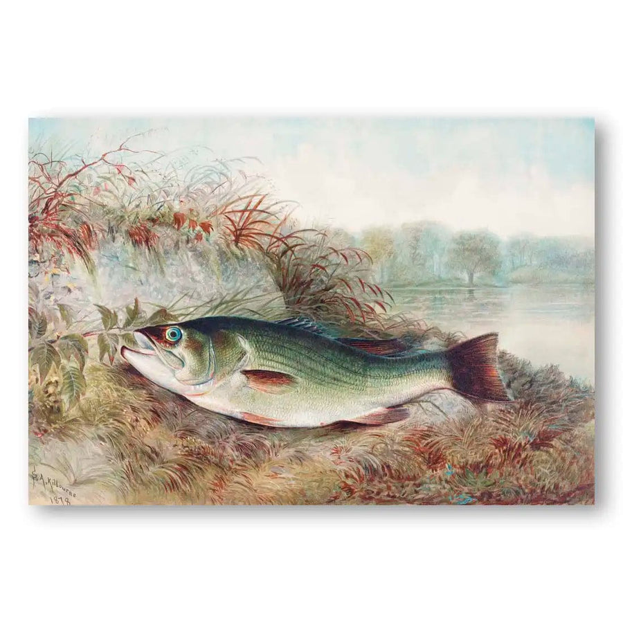 Largemouth Bass By Samuel Kilbourne Fish Art Print