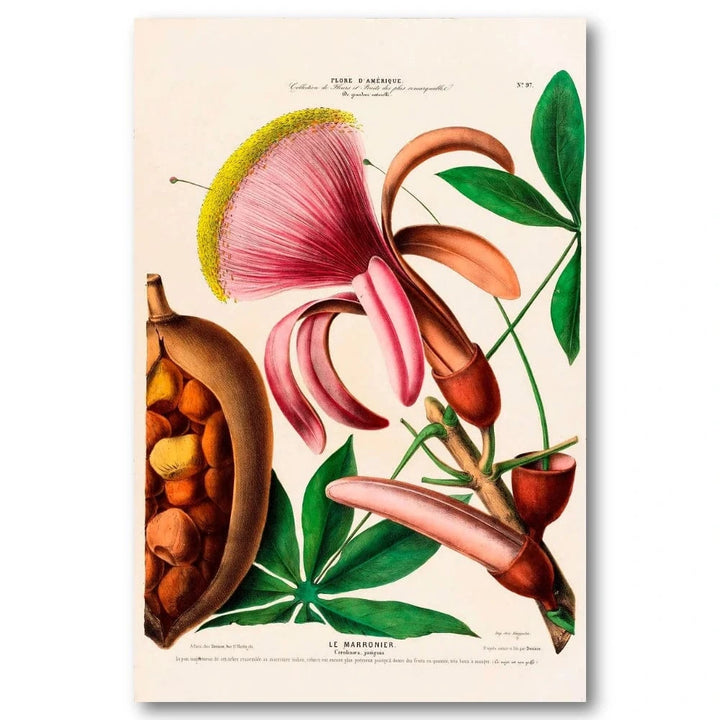 Chestnut Blossom Art Print
