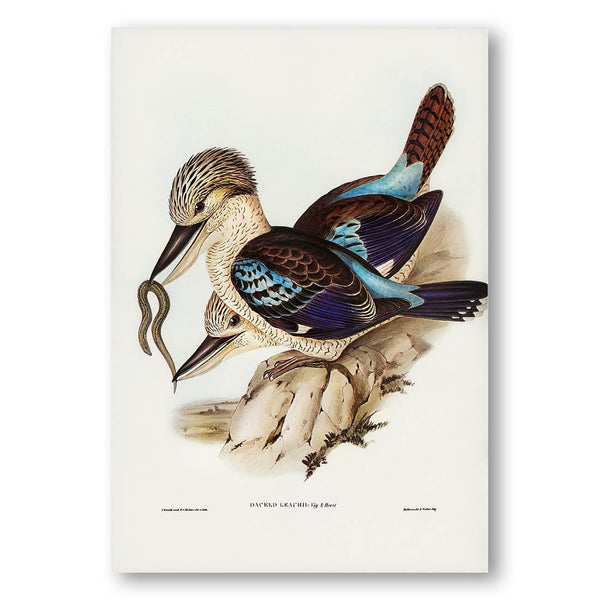 Leachs Kingfisher by Elizabeth Gould Art Print