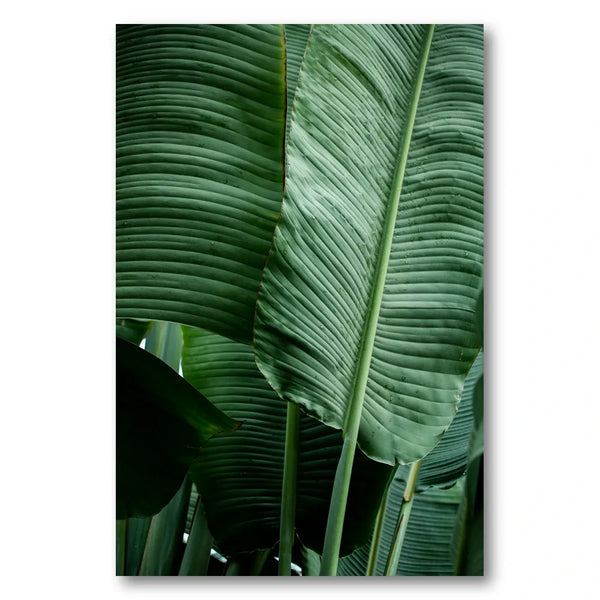 Leaves 14 Photo Print