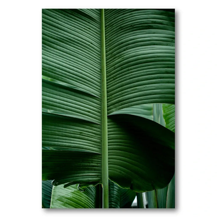 Leaves 15 Photo Print
