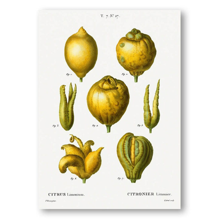 Lemon Varieties Art Print