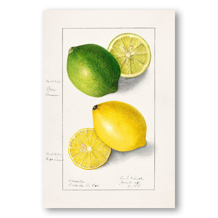 Lemons by Ellen Isham Schutt Art Print