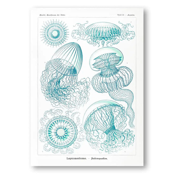 Leptomedusae Faltenquallen Coastal Art Print