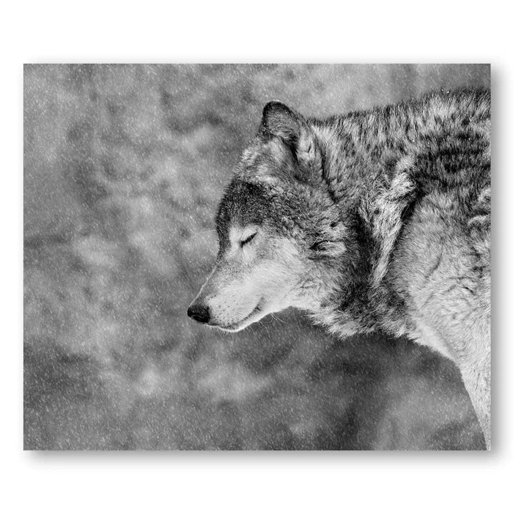 Snowy Wolf Serenity Photo Print