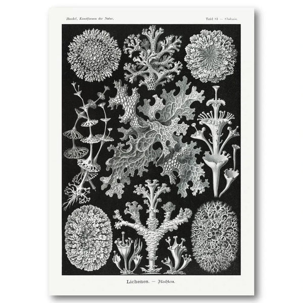 Lichenes Flechten by Ernst Haeckel Art Print