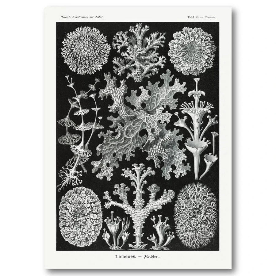 Lichenes Flechten by Ernst Haeckel Art Print