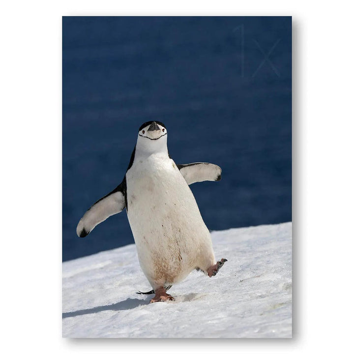 Penguin Joy penguin Photo Print