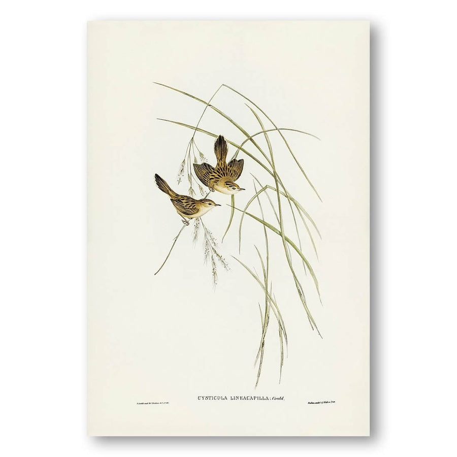 Lineated Warbler by Elizabeth Gould Art Print