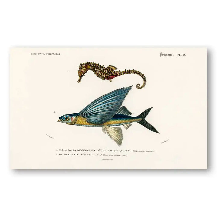 Lined Seahorse & Two Winged Flying Vintage Fish Art Print