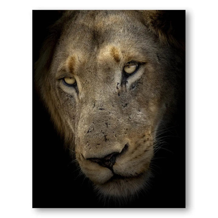 Majestic Gaze Lion Photo Print