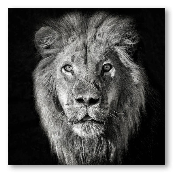 Majestic Lion Essence Photo Print