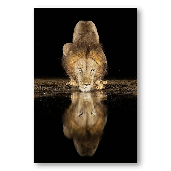 Night Reflections Lion Photo Print