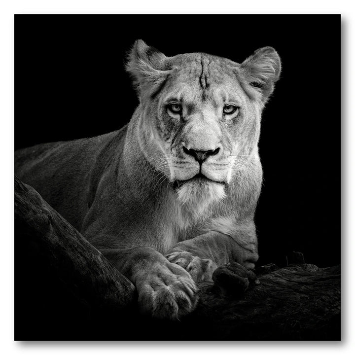 Lioness Photo Print