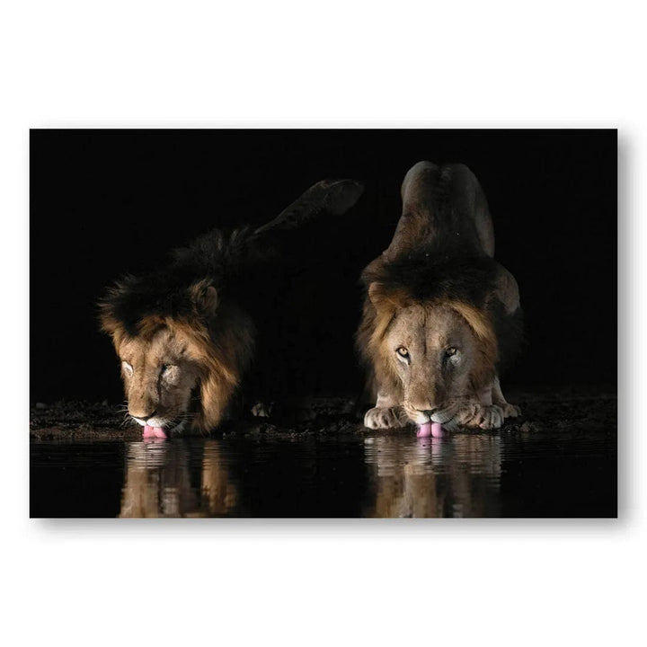 Lions' Midnight Reflection Photo Print