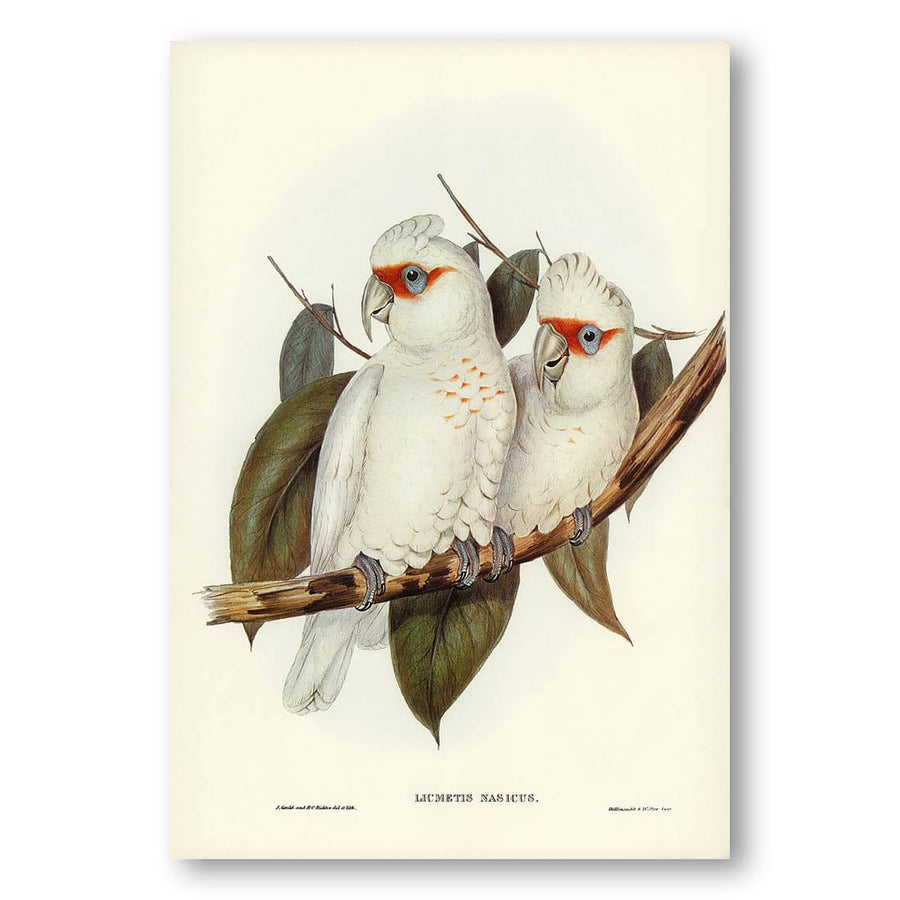 Long-billed Cockatoo by Elizabeth Gould Art Print