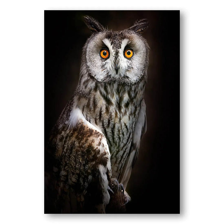 Mystic Gaze Owl Photo Print