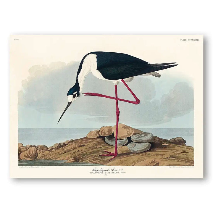 Long Legged Avocet by John James Audubon Art Print