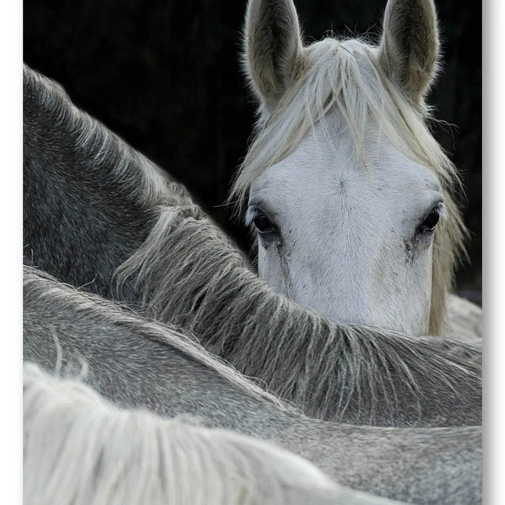 Equine Gaze Photo Print