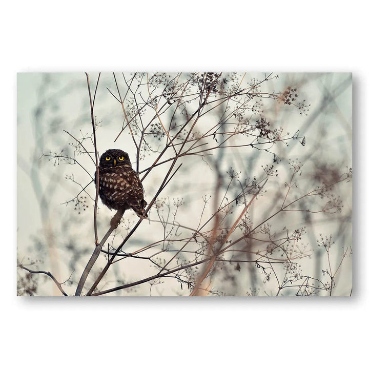 Owl In The Thicket Photo Print